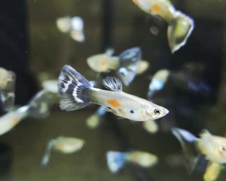 Blue Mosaic Guppy - Male ~ 3cm